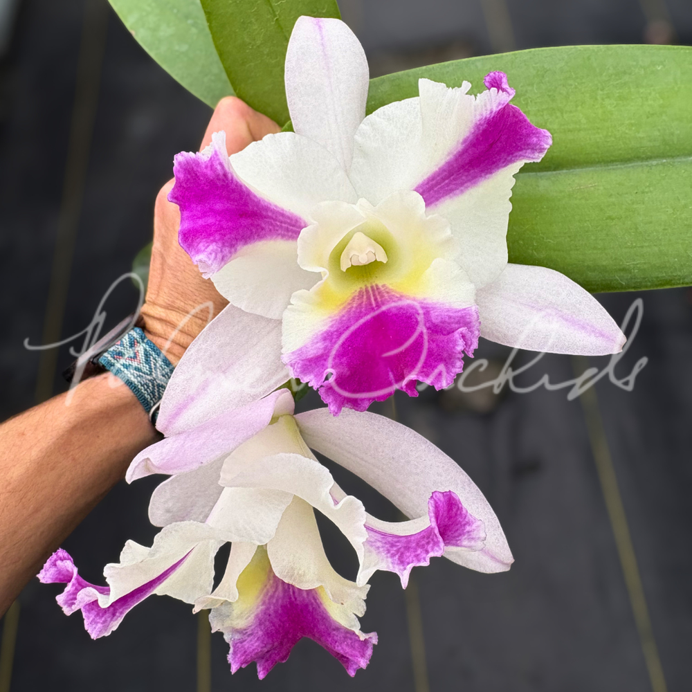 Rth. Schear Happiness — Palmer Orchids